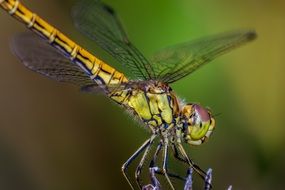 dragonfly in nature close up