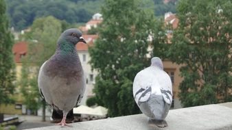 pigeons in the city on blurred background