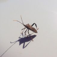 beetle on a white surface with its shadow