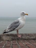 white seagull on a gray cloudy day