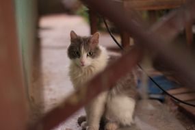 domestic cat sitting indoor