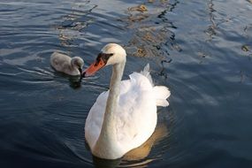white swan with cub in the city pond