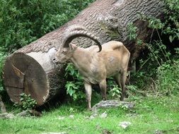 Capricorn near a felled tree