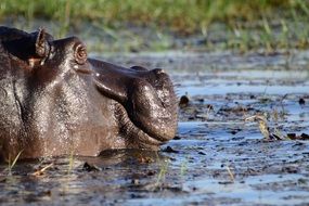 hippopotamus in botswana