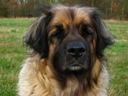 Leonberger dog portrait