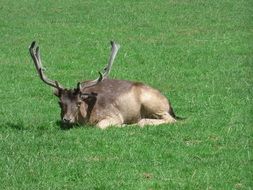 deer with big horns is sleeping on a green lawn