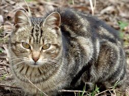 portrait of brindle cat