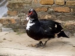 black duck with white spots in the backyard