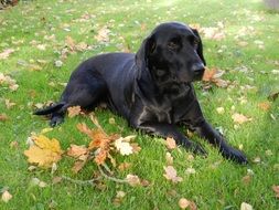 Black Labrador is lying on grass