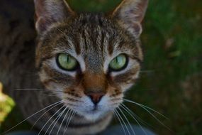 yellow-eyed cute face muzzle closeup