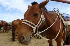 Horse Pet closeup portrait in Mongolia