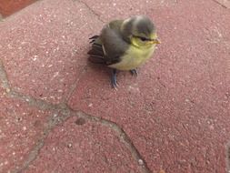 cute small Bird on the ground portrait