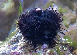 sea urchin is the inhabitant of the underwater world