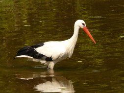 stork stands in the water