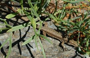 brown Lizard on Stone under plants