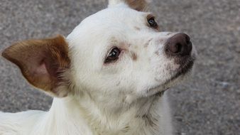 cute dog with smart eyes