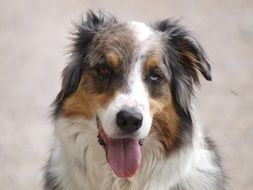 Beautiful Australian Shepherd dog