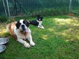 home breeds dogs on green grass