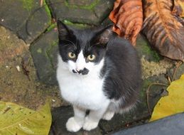 black white outdoor cat