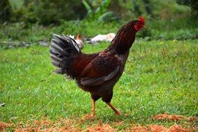 Chicken on a grass