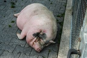 sleeping happy pig in the backyard