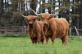 Beautiful and cute brown Cows in beautiful nature in Highlands