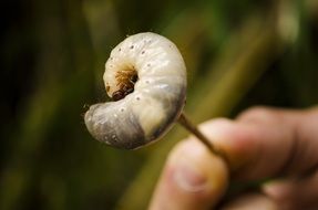 Caterpillar Animals