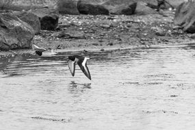 Oyster Catcher