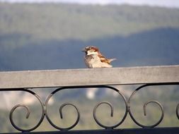 a sparrow stands on the fence