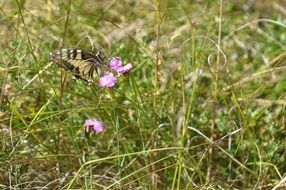 butterfly on the wild flower field