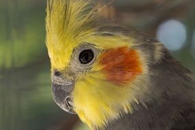 portrait of a parakeet nymphique