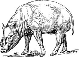 black and white drawing of a wild boar on the ground