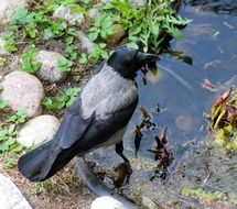 attractive Bird Crow