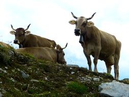 Milk cows on a mountain