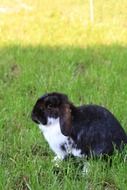 Dwarf rabbit in the Garden