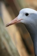 head of a blue crane close up