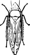 painted winged beetle
