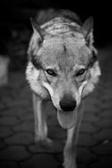 black and white photo of a gray wolf