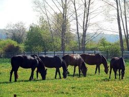 Black paddock of horses on pasture