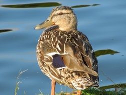 wet duck at water