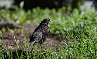 starling in the grass