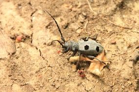cerambycidae bug in wildlife