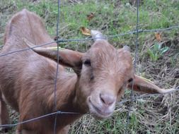 goat behind a fence on a farm