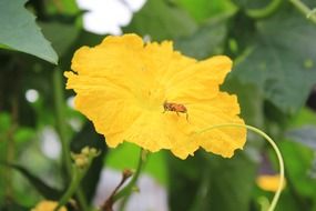 insect on the yellow luffa flower