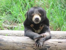 black bear on a log