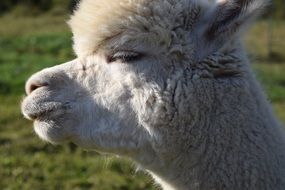 alpaca on a grass background