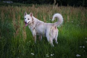 white dog on the field