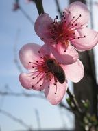 insect on a bright pink spring bloom