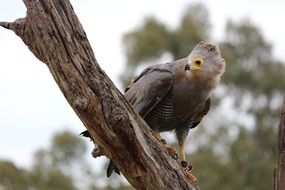 hawk is a wild bird of prey