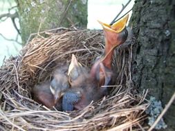 chicks in the nest with open mouths